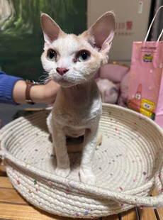 可爱无毛猫坐在编织篮中