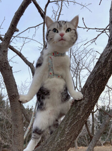 树上玩耍的可爱猫咪