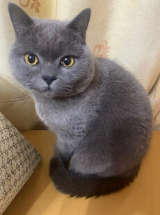 可爱灰蓝猫乖巧蹲坐