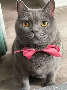 戴粉领结的可爱灰猫