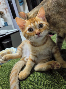 可爱橘猫惬意躺卧