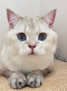 蓝眼萌态猫咪趴卧瞬间