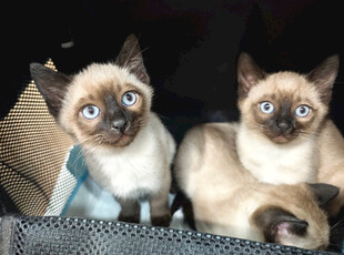 三只可爱暹罗小猫