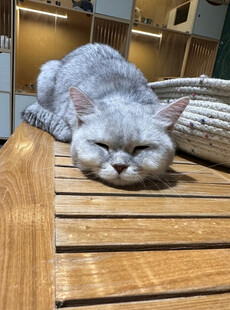 银渐层猫咪惬意睡在木台上