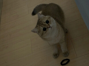 仰头猫咪与地上黑圈