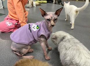 穿紫衣的无毛猫与伙伴