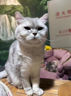 银渐层猫咪端坐