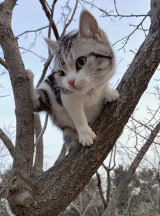 小猫爬树玩耍