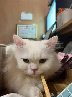 可爱白猫咪专注模样