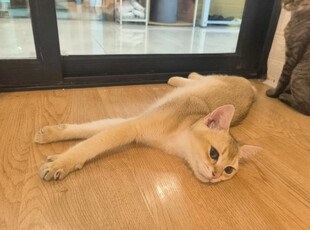 慵懒猫咪惬意躺木地板上