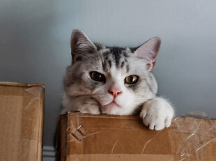 萌猫趴在纸箱上张望