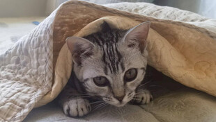 躲在毯下的可爱小猫咪