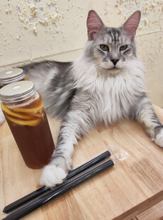 猫咪伴饮品与筷子
