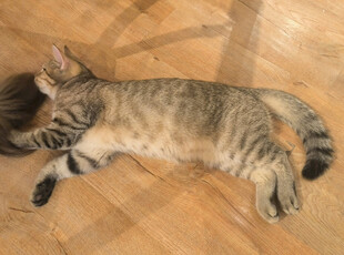 酣睡的条纹猫咪