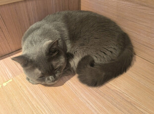 酣睡的灰猫
