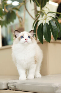 可爱布偶猫优雅站立