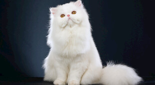 白色波斯猫优雅端坐