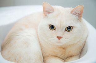 可爱橘猫窝在容器中