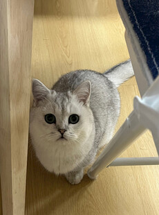 可爱银渐层猫咪躲在角落