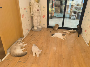 店内多只猫咪悠闲休憩