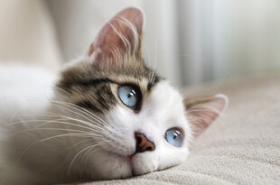 蓝眼萌猫惬意躺卧