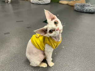 穿黄衣的无毛猫