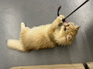 萌宠猫咪玩逗猫棒瞬间