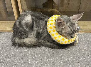 戴黄围脖的可爱猫咪
