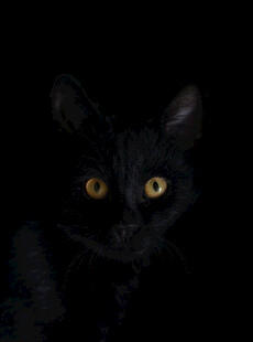 黑暗中凝视的黑猫