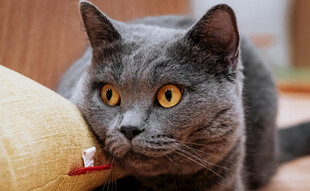 灰蓝猫慵懒趴枕旁