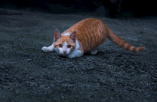 橘猫伏地准备出击