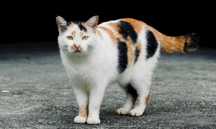 三色花猫站立于地面