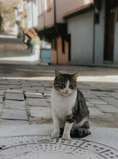 街道上的悠闲猫咪