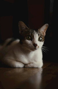 可爱猫咪趴于木质地板上