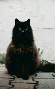 黑猫端坐