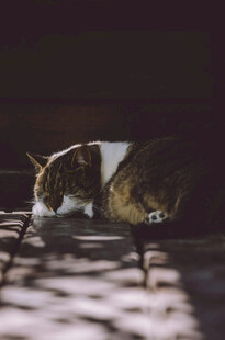 阳光下酣睡的可爱猫咪