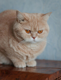 橘色猫咪端坐于木桌