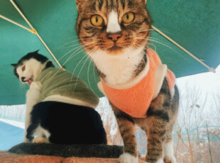 可爱猫咪穿背心与伙伴