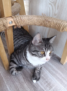 猫咪惬意躺于藤编椅下