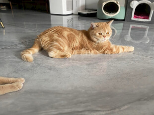 橘猫悠闲躺地