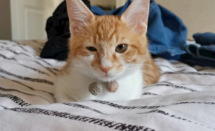 橘猫趴卧在床上
