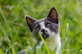 草丛中的好奇小猫