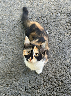 三色猫咪抬头望镜头