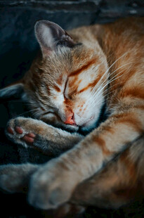 酣睡的橘猫