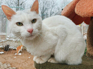 雪地中的可爱白色猫咪