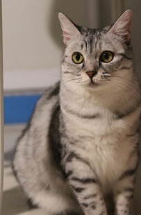 可爱条纹猫咪端坐