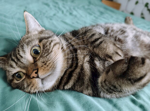 侧卧萌猫