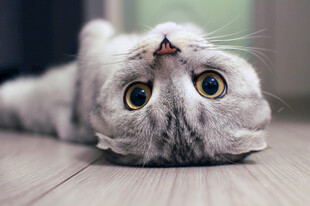 仰头猫咪的可爱瞬间