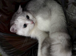 银渐层猫咪慵懒躺卧