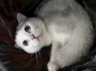 可爱银渐层猫咪慵懒姿态